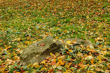 Image showing Fall orange and red autumn leaves on green ground
