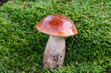 Image showing wet red cap scaber stalk mushroom on moss 