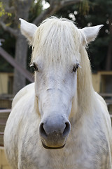 Image showing white horse