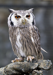 Image showing eagle owl, Bubo bubo