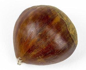 Image showing single chestnut 