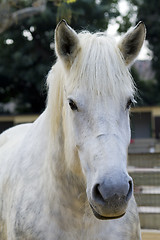 Image showing white horse