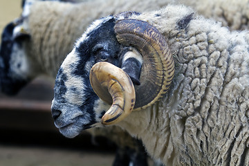 Image showing Black-faced sheep Latxa