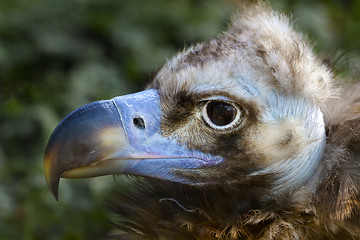 Image showing black vulture, Aegypius Monachus