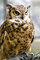 Image showing eagle owl, Bubo bubo