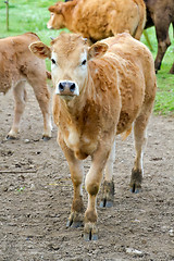 Image showing Small cow