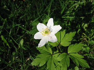 Image showing one white anemone