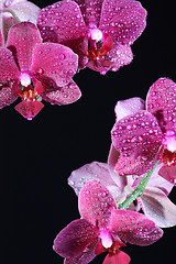 Image showing Pink orchid at the dark