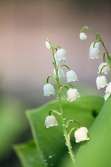 Image showing Lily of the valley