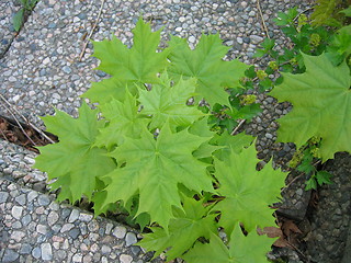 Image showing maple leaves on stone