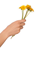 Image showing yellow dandelions