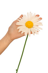 Image showing big white daisy