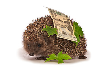 Image showing hedgehog with dollars profit