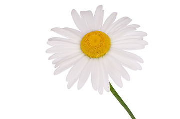 Image showing white camomile