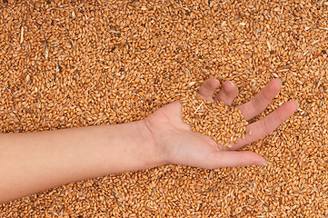 Image showing crop wheat