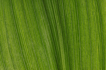 Image showing green leaf