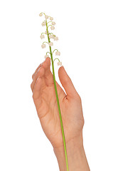 Image showing lily of the valley