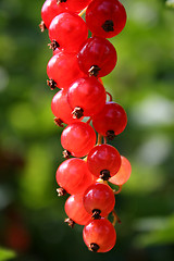 Image showing Red currant