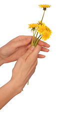 Image showing yellow dandelions