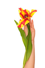 Image showing colored tulip