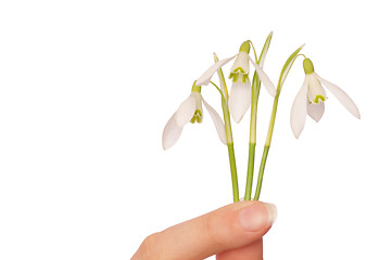 Image showing snowdrops