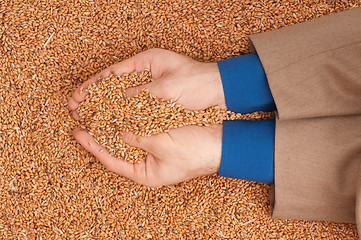 Image showing crop wheat