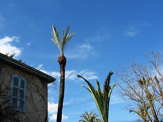 Image showing Urban nature. Nicosia. Cyprus