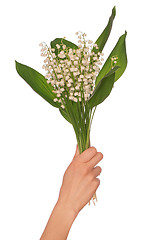 Image showing lily of the valley