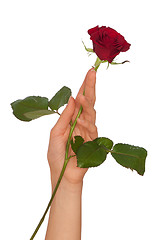 Image showing red rose