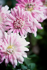 Image showing pink flowers of chrysanthemum