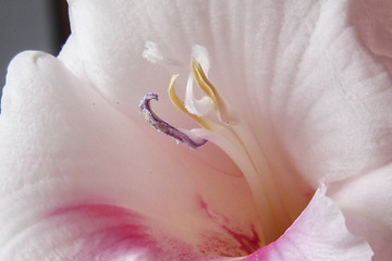 Image showing lily