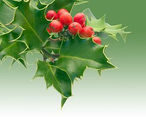 Image showing Holly