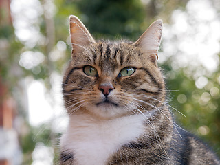 Image showing Cat