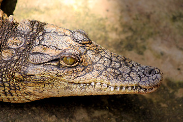 Image showing Small Crocodile Close-up