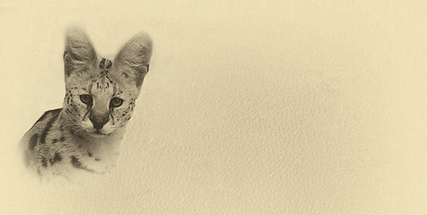 Image showing Sepia Toned Serval with Text Card Banner