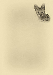 Image showing Sepia Toned Serval with Text Page