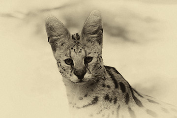 Image showing Sepia Toned Serval