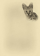 Image showing Sepia Toned Large Serval with Text Page