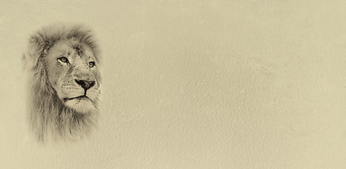 Image showing Sepia Toned Lion Face with Text Card Banner