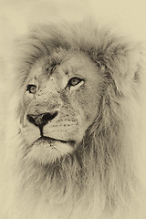 Image showing Sepia Toned Lion Face