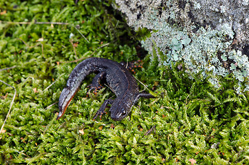 Image showing newt triton eft cold-blooded amphibian moss 