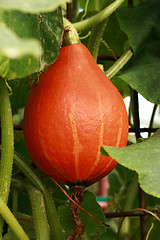 Image showing hokaido pumpkin