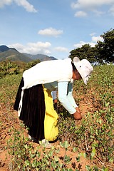 Image showing Woman Coca harvesting in South America