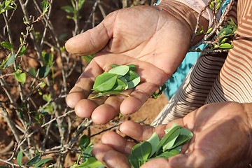 Image showing Old woman showing coca leaves