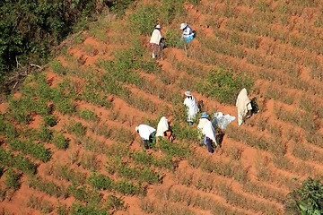 Image showing Group of People harvesting coca plants in South America