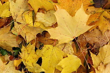 Image showing maple leaves on the ground