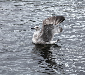 Image showing seagull 