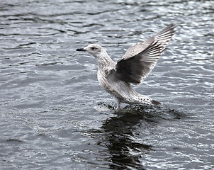 Image showing seagull the flying