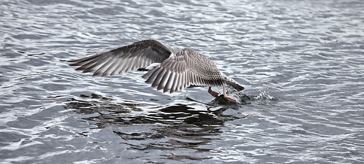Image showing seagull the flying