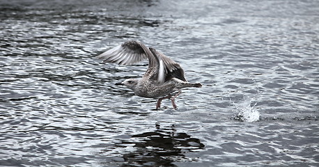 Image showing seagull the flying